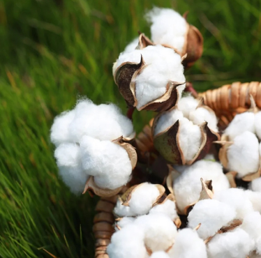 BCI良好棉花認證對紡織行業申請認證詳細流程規范