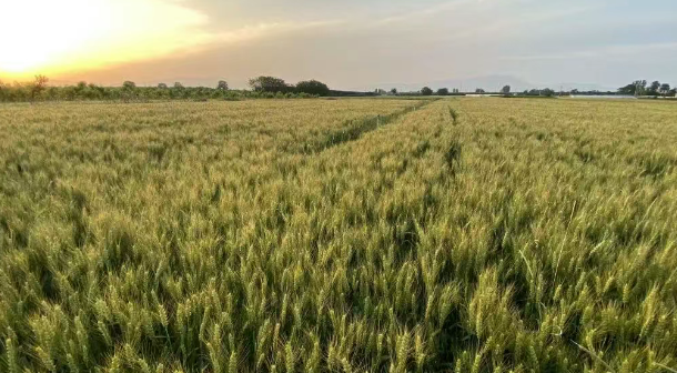 CCER碳交易對國內(nèi)企業(yè)公司碳減排實施數(shù)據(jù)監(jiān)測標(biāo)準(zhǔn)